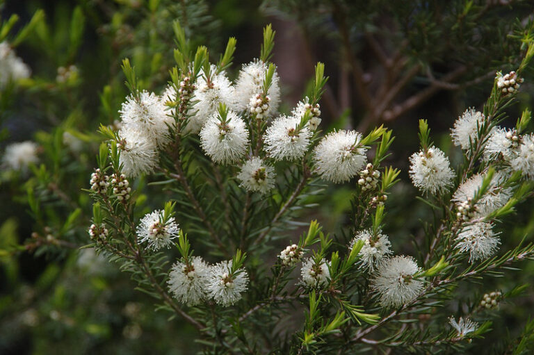 Aceite Esencial de Árbol de Té: Descubriendo sus Maravillas para la Salud y el Bienestar