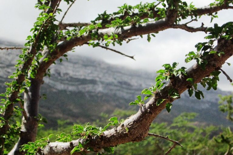 Aceite Esencial de Frankincense: Tesoro Ancestral para tu Bienestar