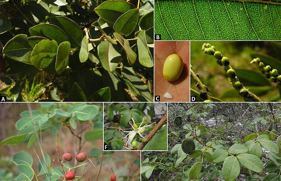 composición de varias fotos de Copaifera officinalis