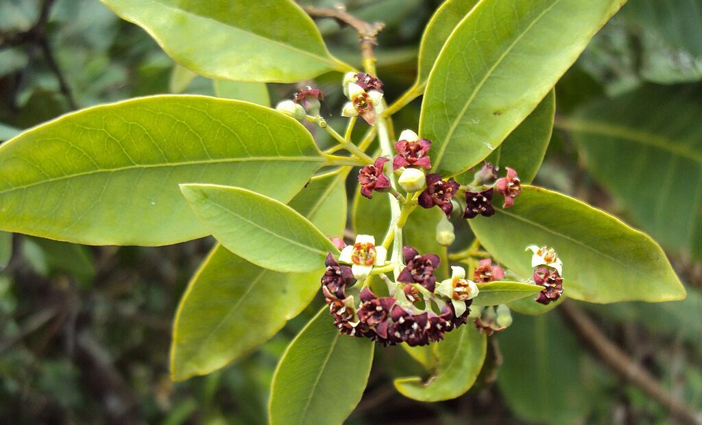 Rama de sándalo con hojas en el bosque