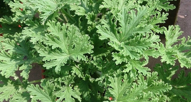 Aceite de Citronela: El Guardián Natural contra los Mosquitos